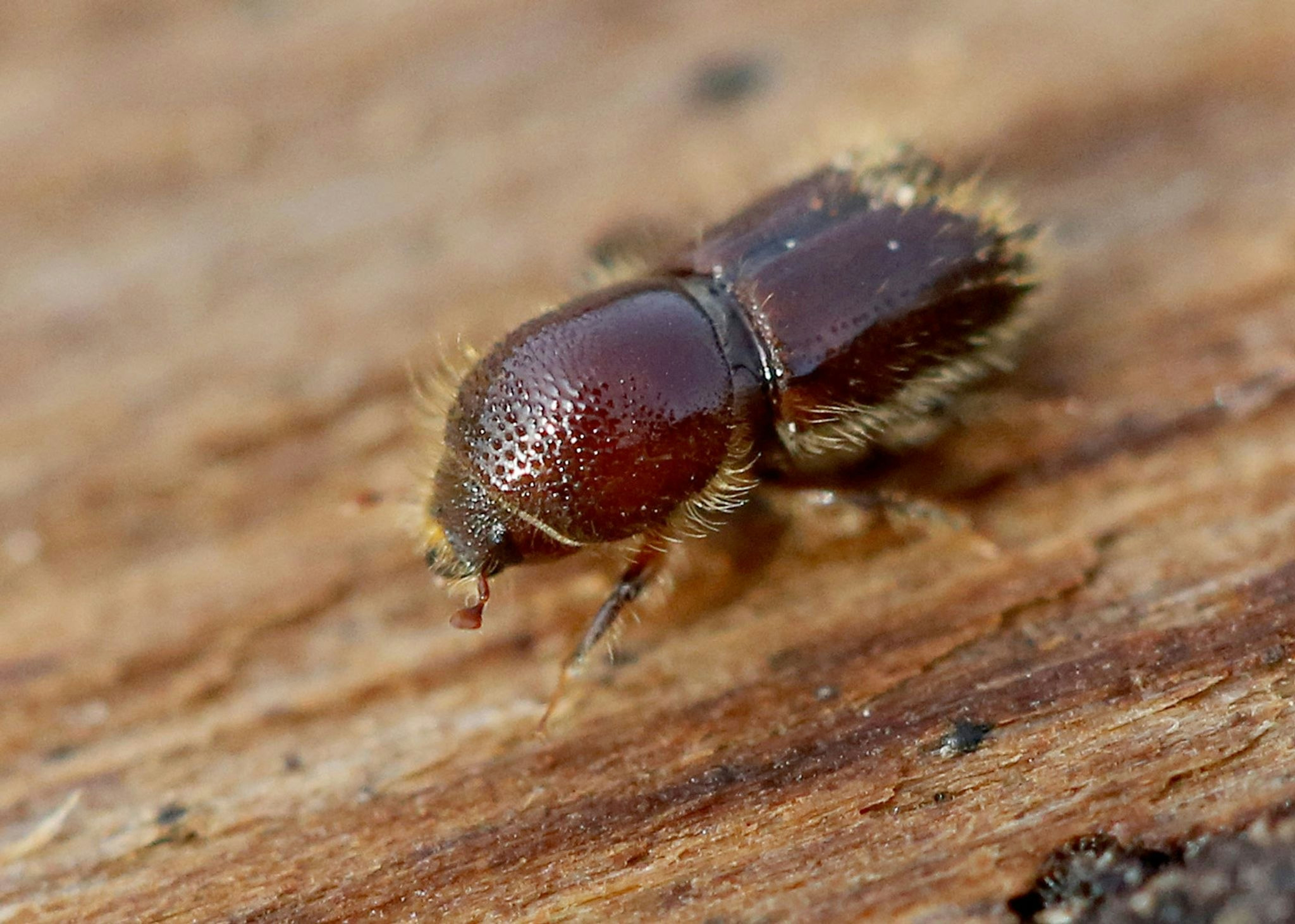 Waldbestände in NRW