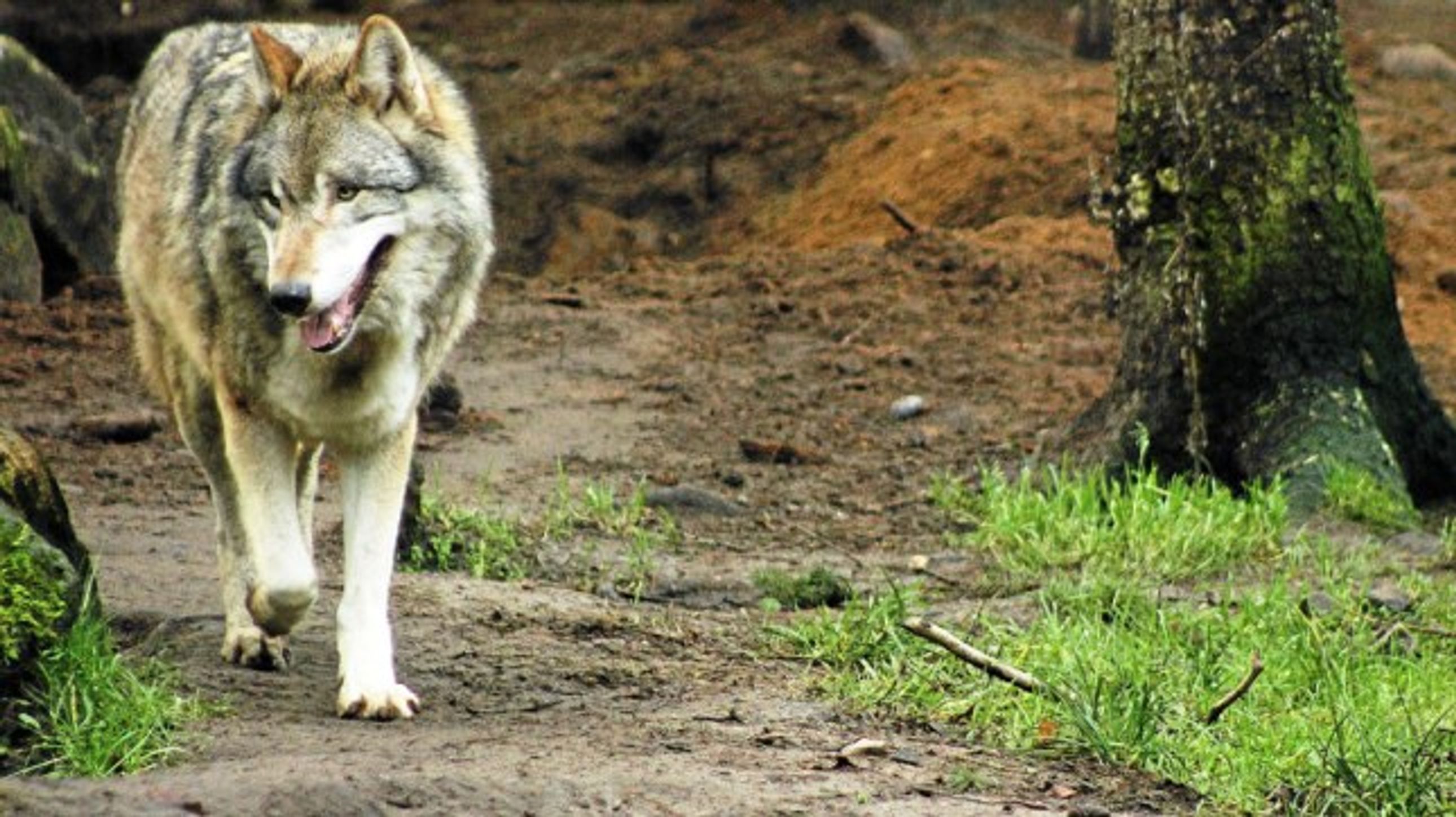 Verdächtig still: Warum es seit Monaten keine Wolfsrisse gab
