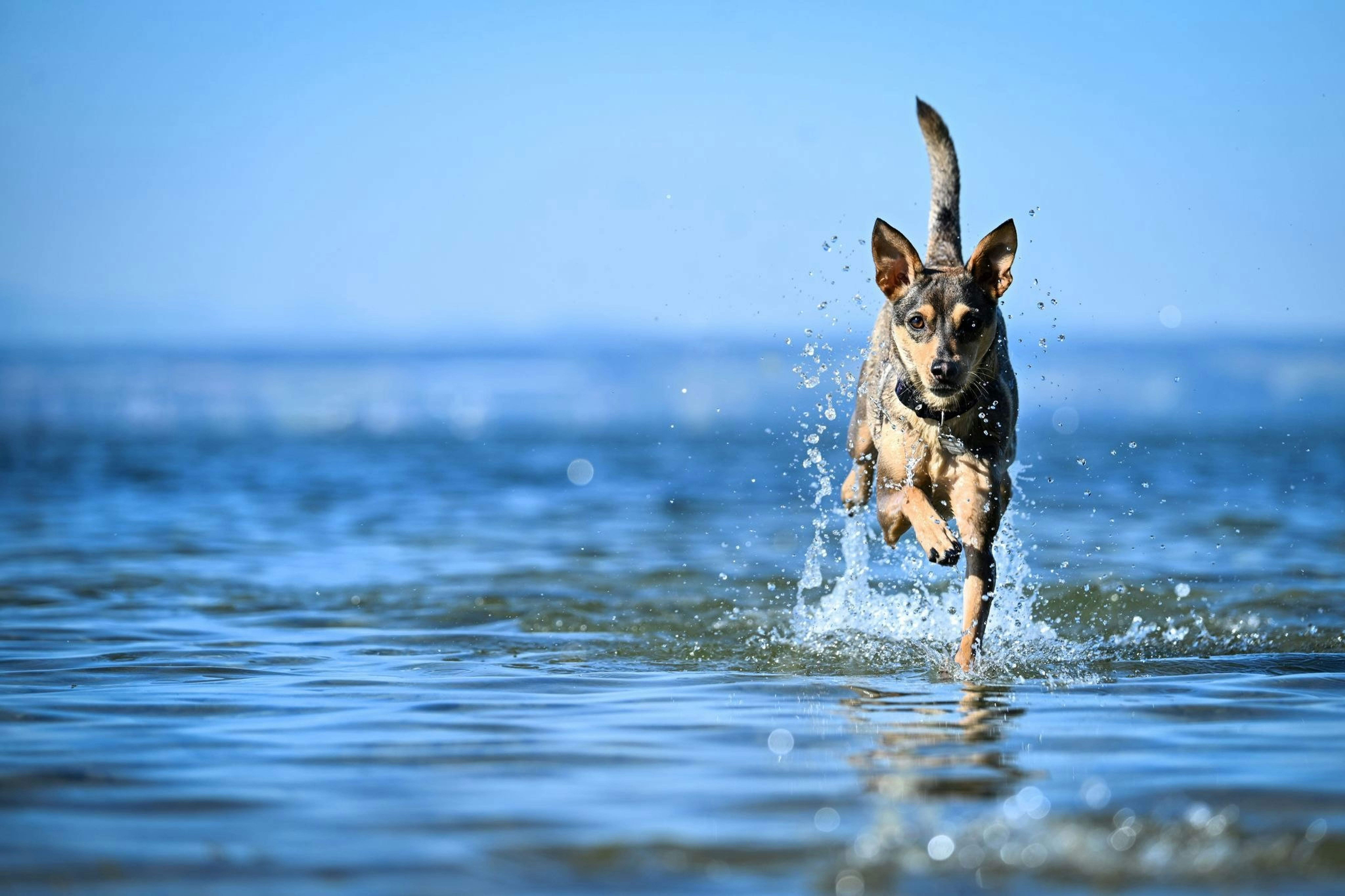 Autofahrt mit Vierbeiner