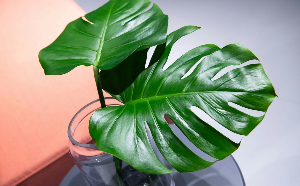 Unverwüstliche Zimmerpflanze